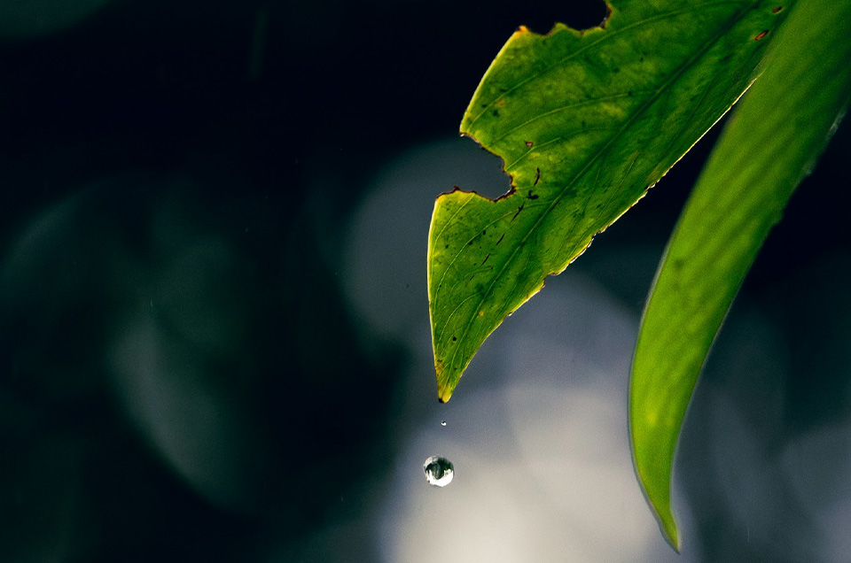 Image-042